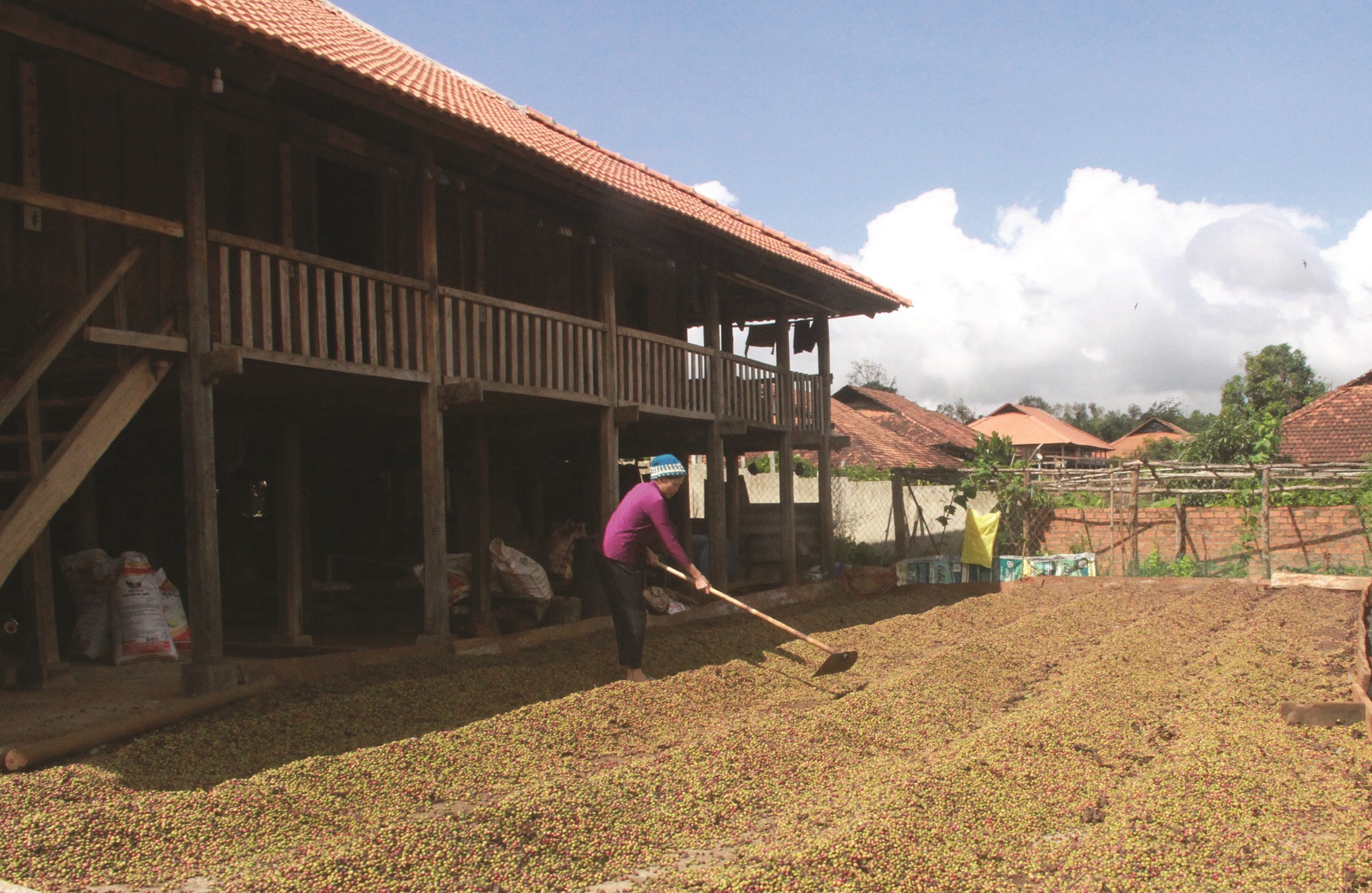 Trồng cà phê theo hướng theo hướng thâm canh đem lại thu nhập cao cho nhiều gia đình ở Quảng Hòa.