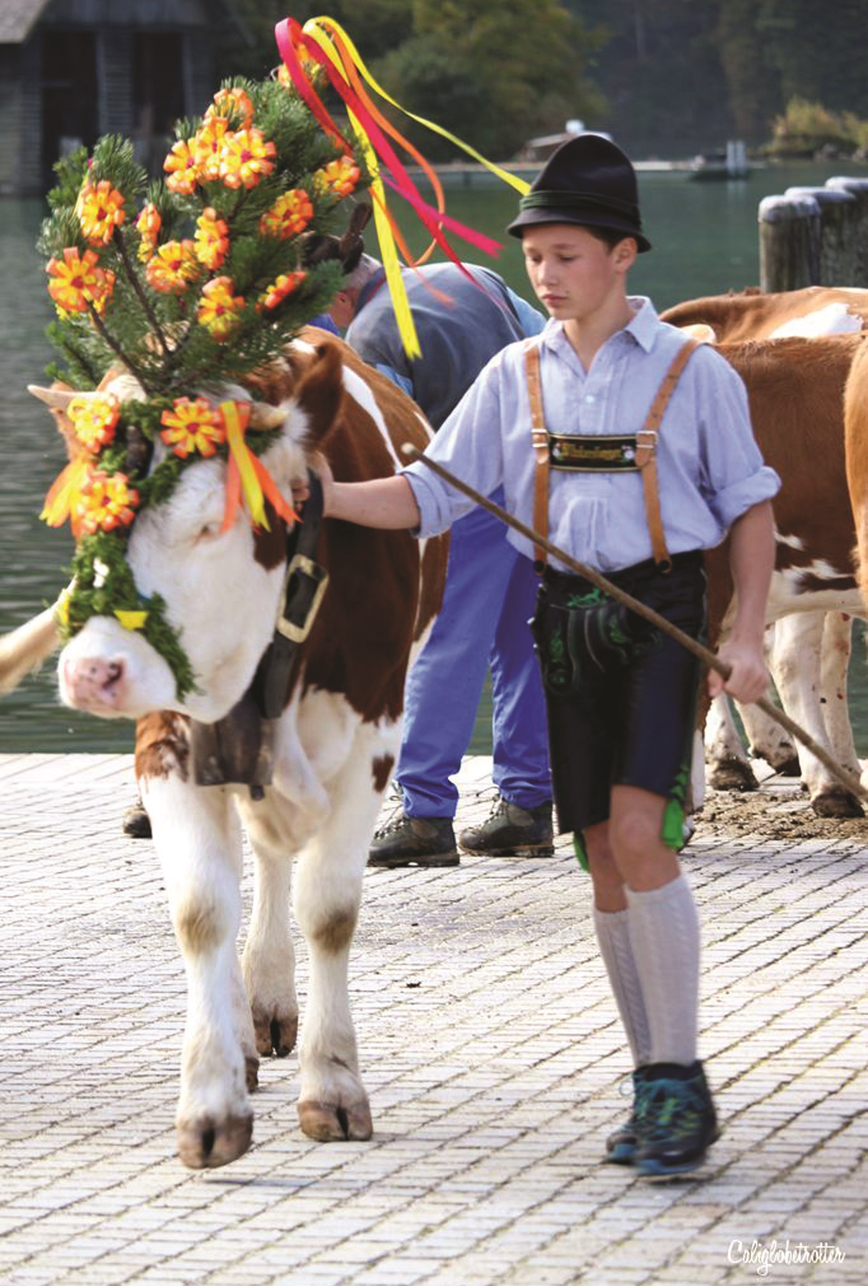 Những cậu bé cũng được tham gia dắt bò dự thi, dự hội. Những chú bò sẽ đội mũ Latsch Bosch bằng những cành thông