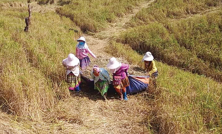 Bà con dân tộc Mông ở bản Phiêng Cài, xã Loóng Sập, huyện Mộc Châu (Sơn La) thu hoạch lúa nương.