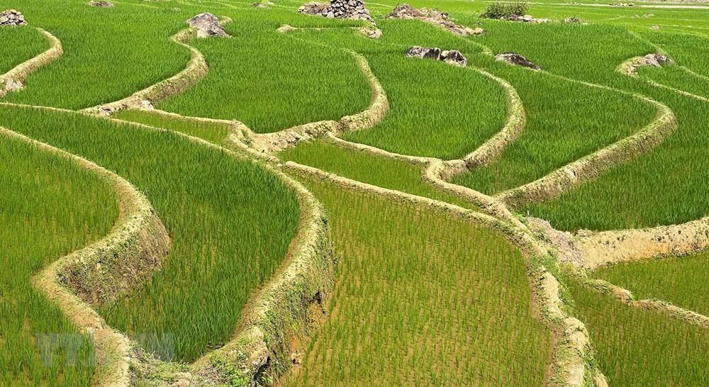 Vẻ đẹp của ruộng bậc thang mùa mạ non nơi biên giới huyện Mường Tè, tỉnh Lai Châu