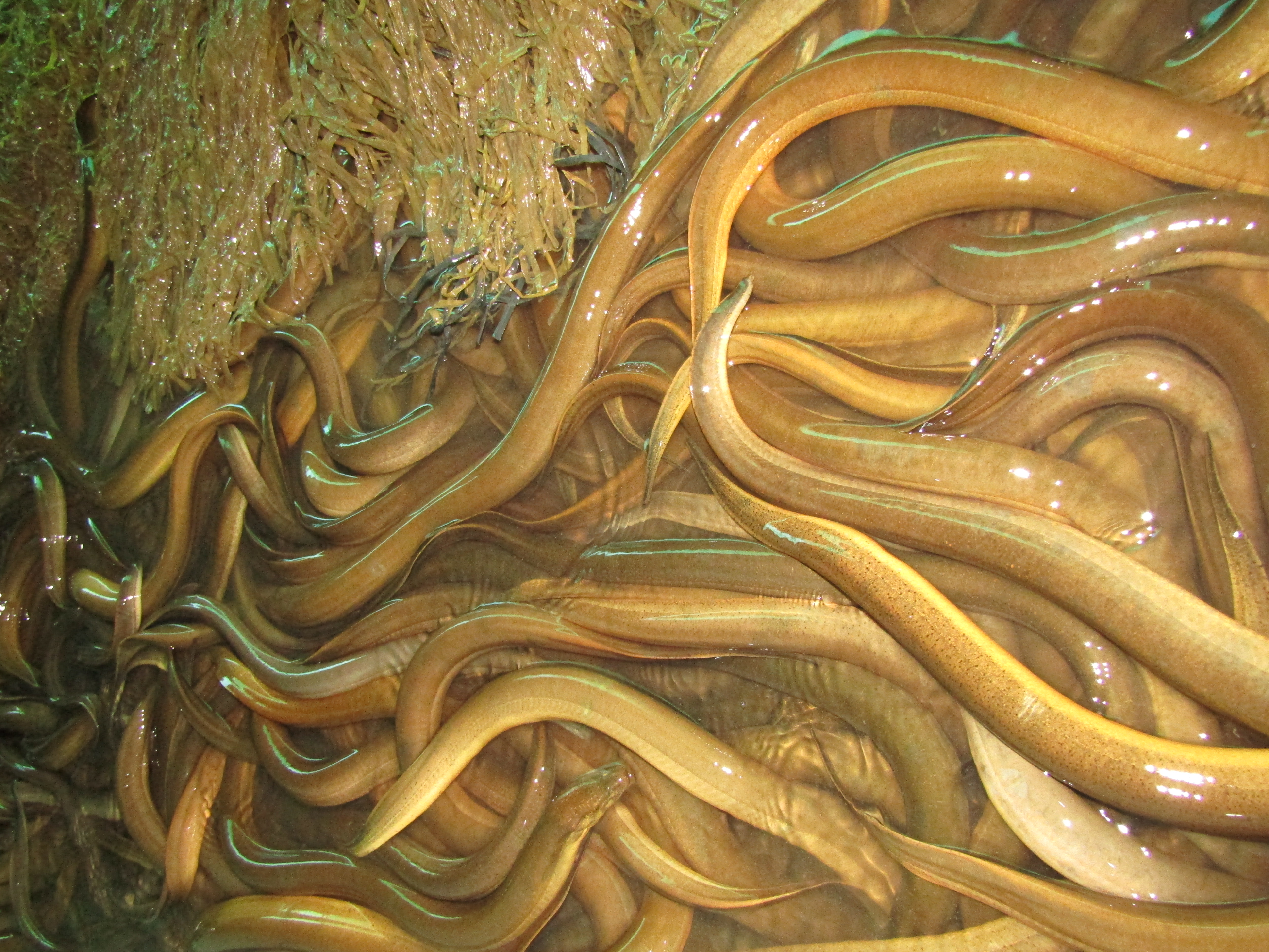 Sản phẩm lươn nuôi tại cơ sở của anh Lê Minh Hiếu
