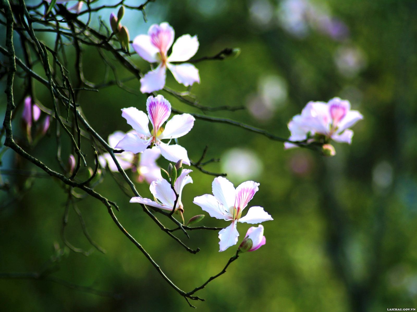 Lai Châu mùa hoa ban nở | Báo Dân tộc và Phát triển