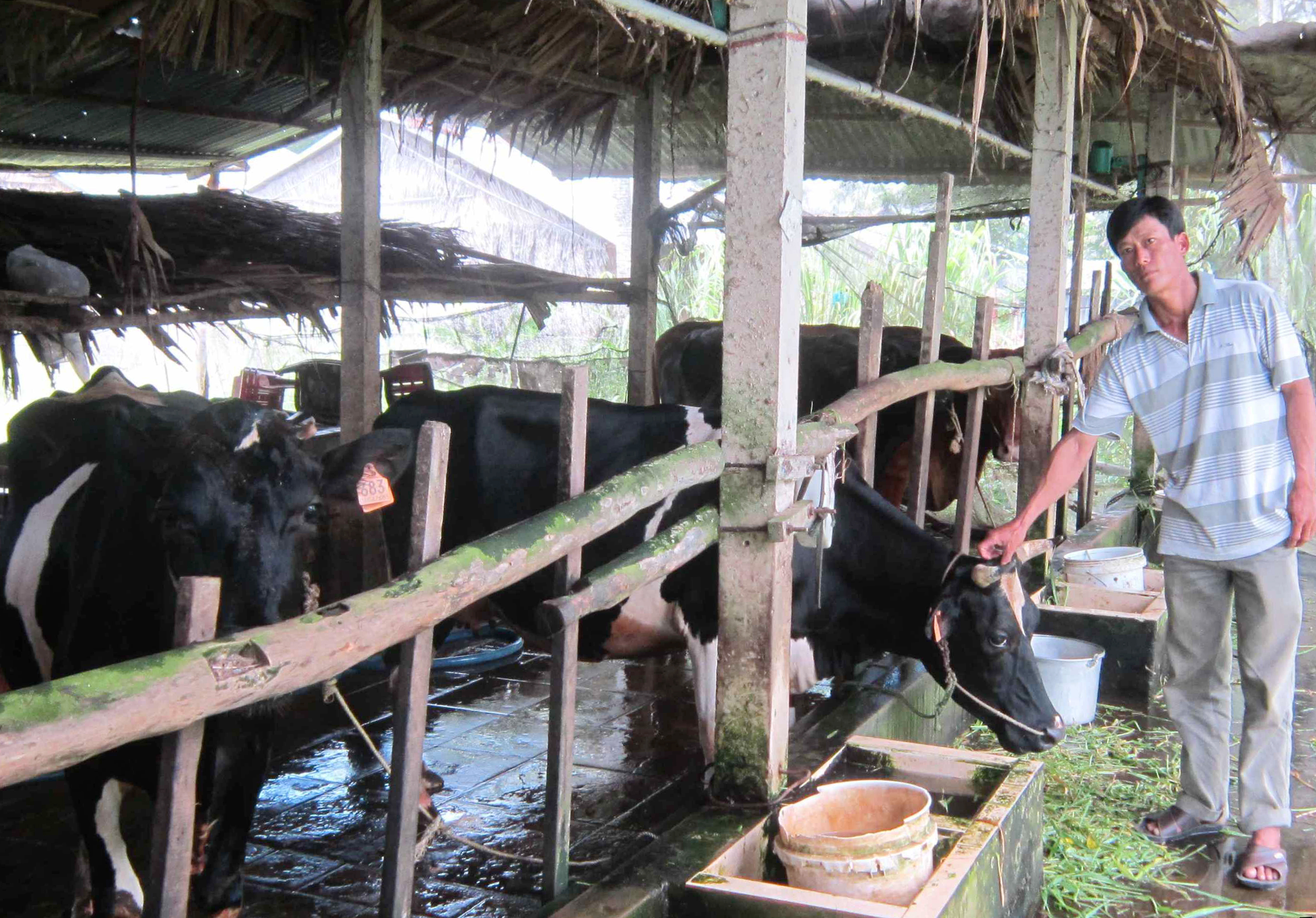 Ông Danh Sung, một nông dân Khmer ở ấp Trà Ông xã Viên Bình (huyện Trần Đề – Sóc Trăng), chăm sóc đàn bò sinh sản của gia đình. Anh được Ngân hàng Chính sách Xã hội hỗ trợ vay 30 triệu đồng để mua hai con bò về nuôi. Ðến nay, gia đình anh đã 4 con bò thịt, thu nhập hằng năm bảo đảm cuộc sống gia đình và nuôi hai con học đại học.