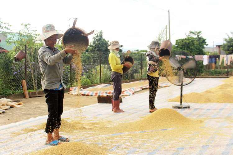 Niềm vui vụ mùa no ấm của người dân vùng đồng bào DTTS ở huyện Lâm Hà.