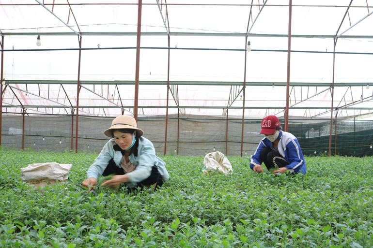 Từ nguồn vốn Chương trình 135 đã tạo điều kiện thuận lợi để người dân tại các xã vùng sâu, vùng xa của huyện Lâm Hà chuyển đổi cơ cấu cây trồng, vật nuôi, phát triển kinh tế