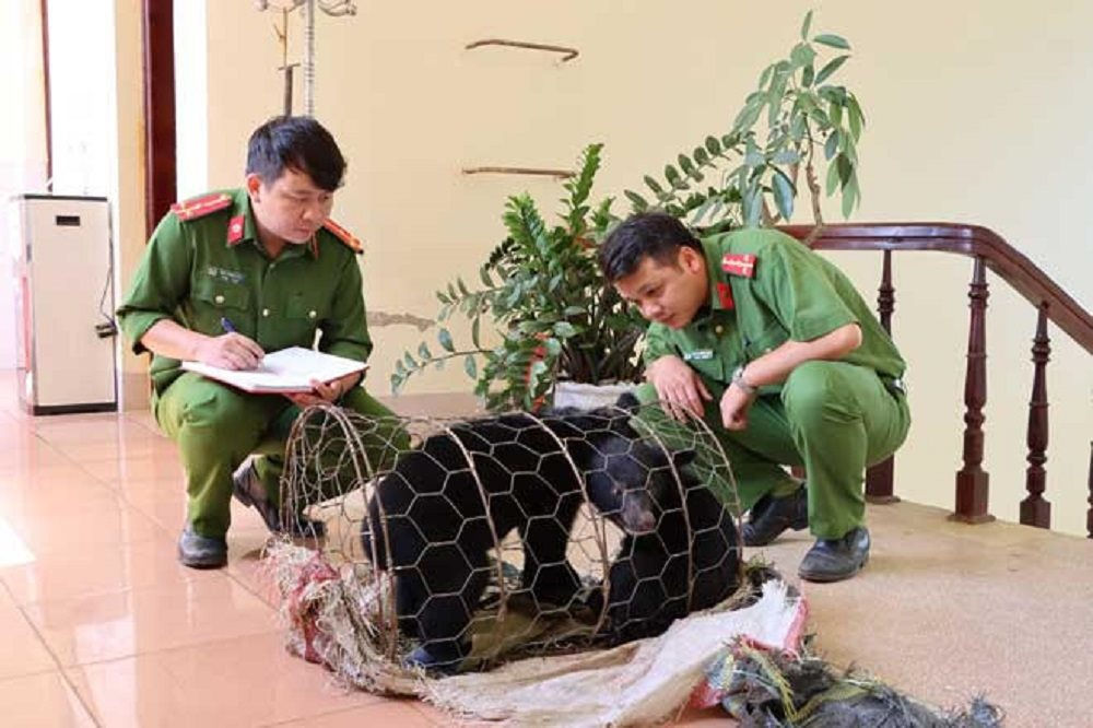 Hai cá thể gấu ngựa được cơ quan chức năng tỉnh Lai Châu giải cứu khi đang chuẩn bị bị giao dịch (Ảnh: ENV cung cấp)
