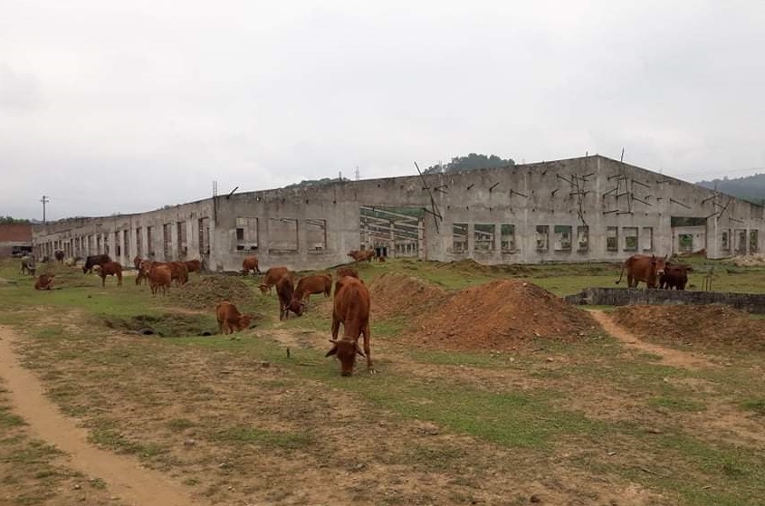 Nhiều dự án trong khu kinh tế cửa khẩu trở thành bãi chăn thả gia súc
