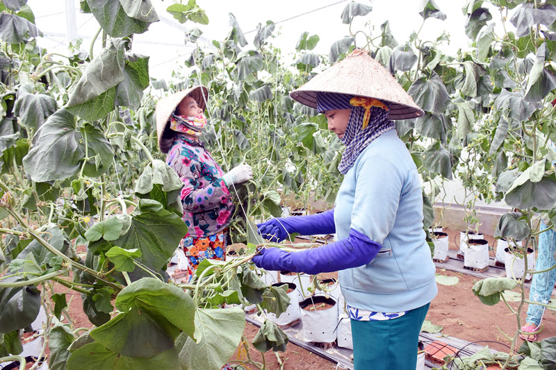 Mô hình trồng dưa lưới của người nghèo sau khi xuất khẩu lao động trở về góp phần giải quyết thêm việc làm tại địa phương. Ảnh: Báo Đồng Khởi