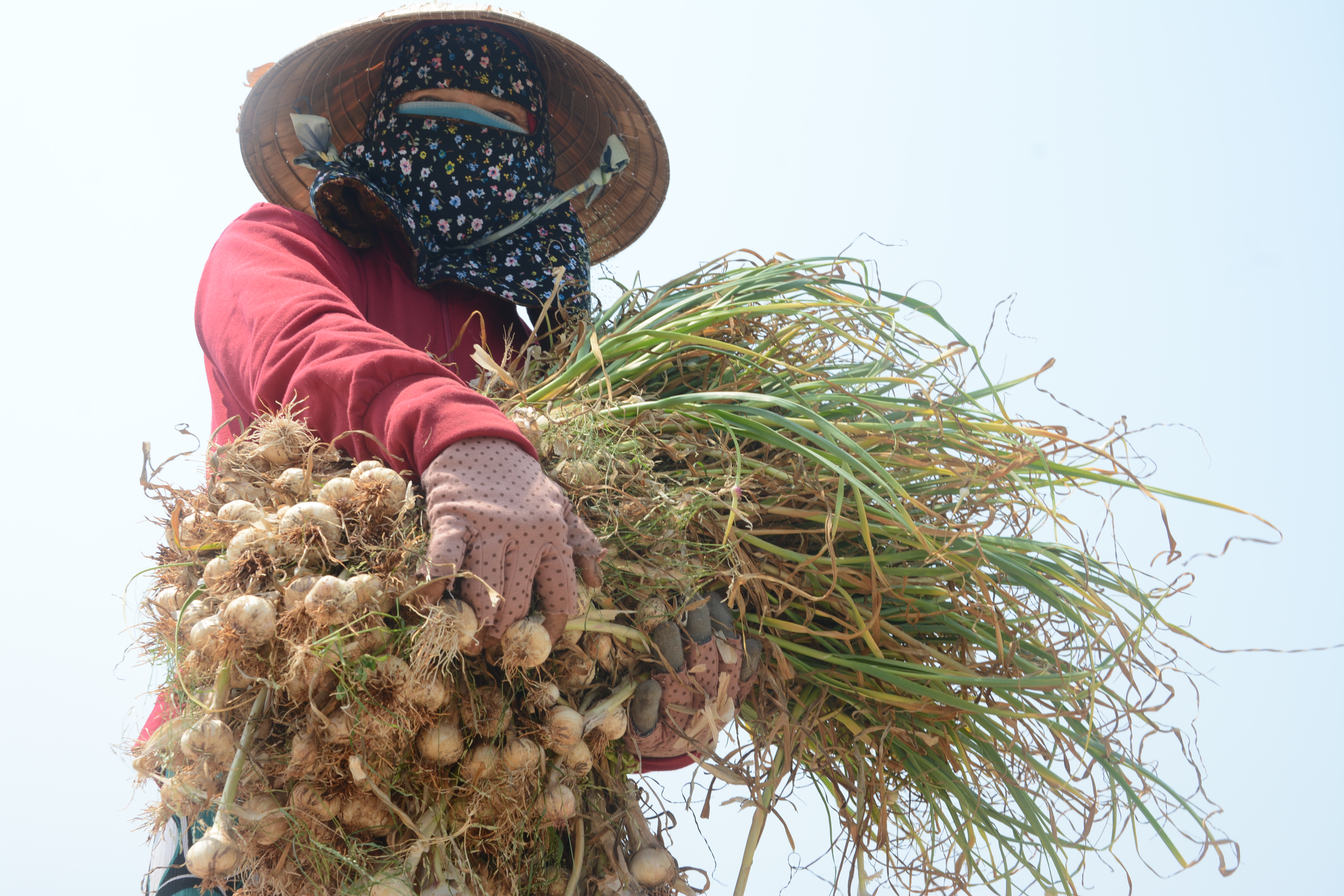 Mùa hu hoạch tỏi của nông dân huyện đảo Lý Sơn