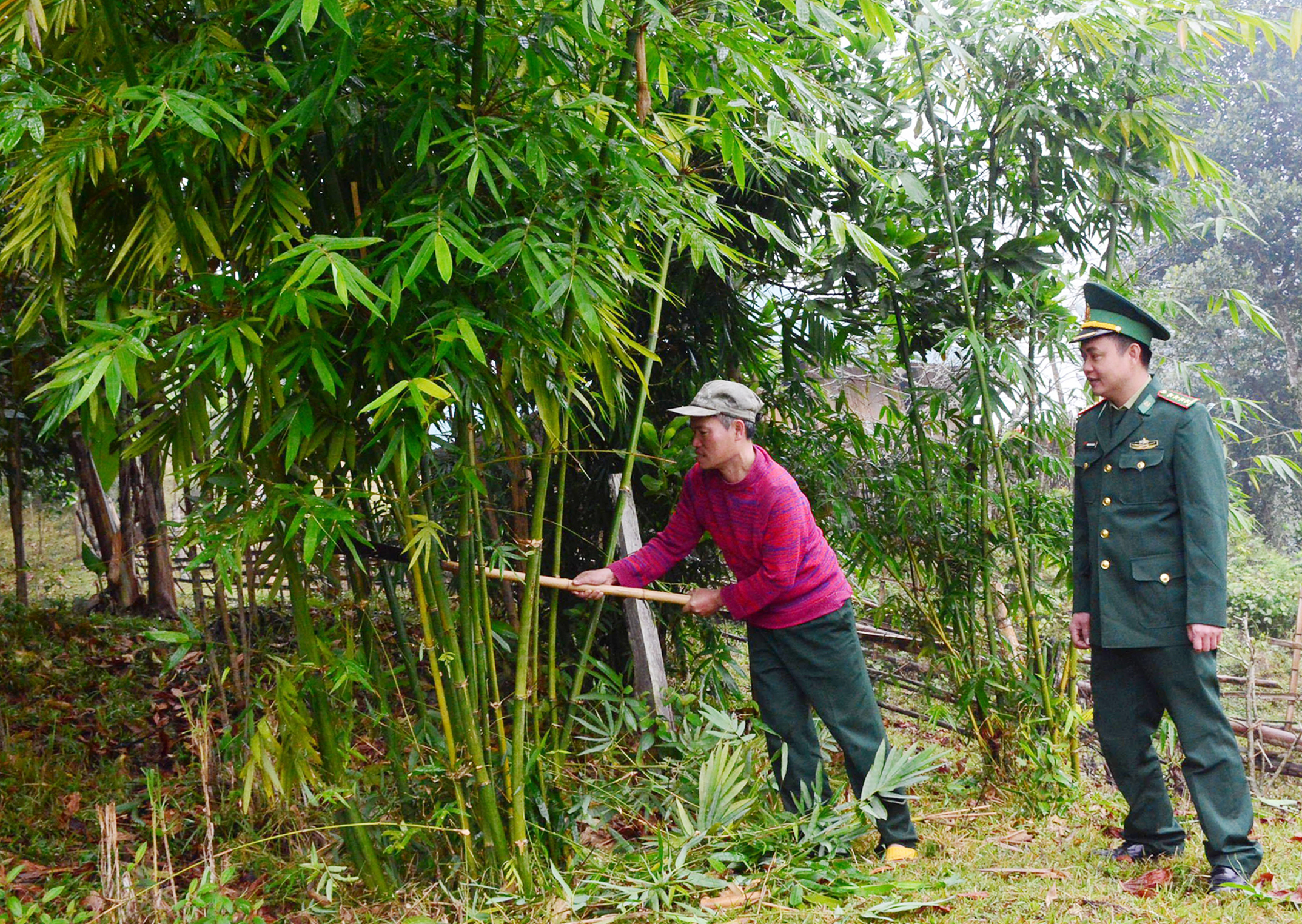 Mô hình trồng rừng thâm canh cây vầu tại xã Yên Khương giúp người dân vươn lên thoát nghèo
