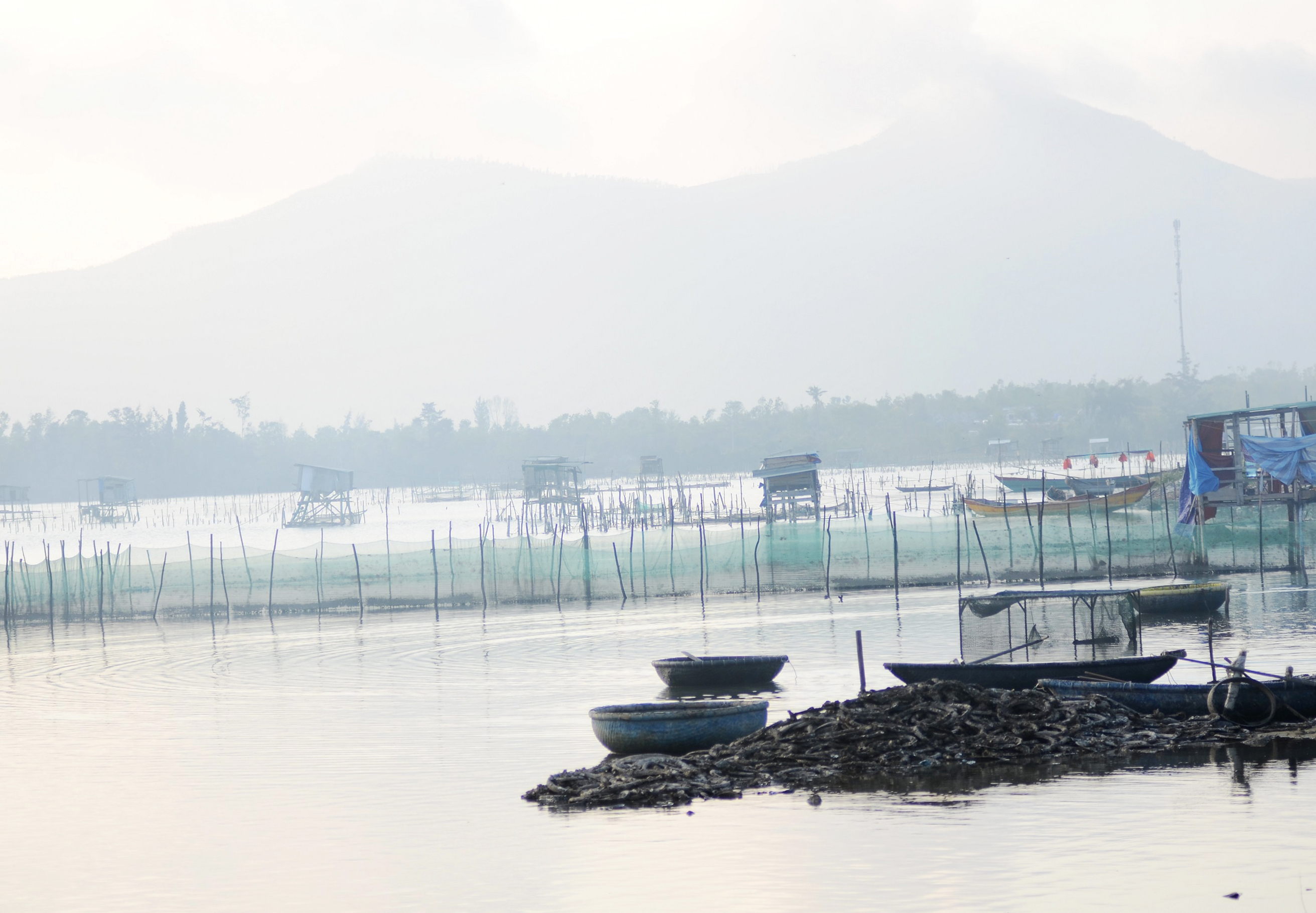 Chính quyền huyện Phú Lộc đnag quy hoạch lại vùng nuôi hàu để bảo đảm giữ cảnh quan và môi trường cho vịnh Lăng Cô.