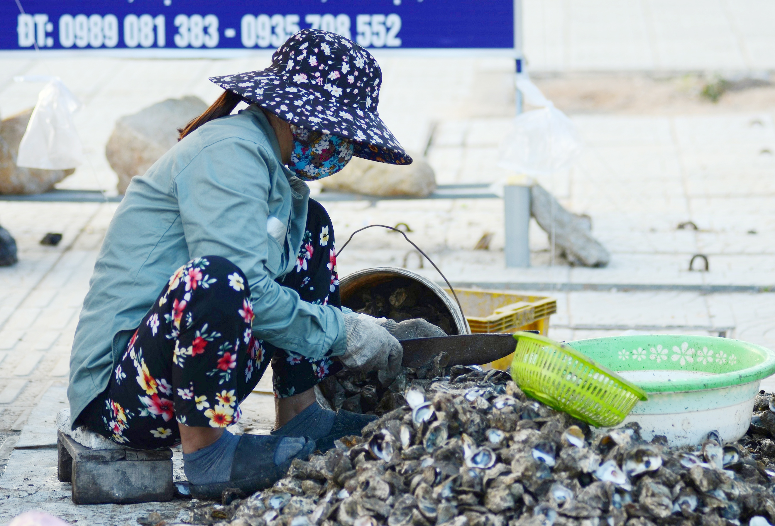 Mỗi ngày, người nuôi hàu ở đầm Lập An xuất bán hàng tấn hàu ra thị trường.
