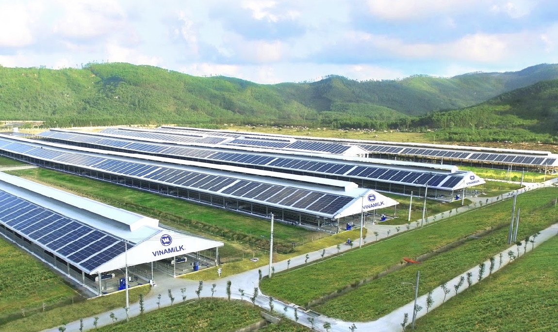 Trang trại bò sữa Vinamilk Quảng Ngãi có quy mô lớn với công nghệ hiện đại và đã được đầu tư hệ thống điện mặt trời từ đầu năm 2021