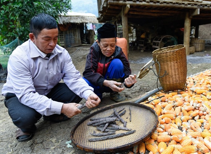 Ông Lương Thanh Bình (khu 3, thị trấn Mường Lát) được doanh nghiệp ủy quyền thu mua và hướng dẫn kỹ thuật nuôi cánh kiến đỏ cho người dân