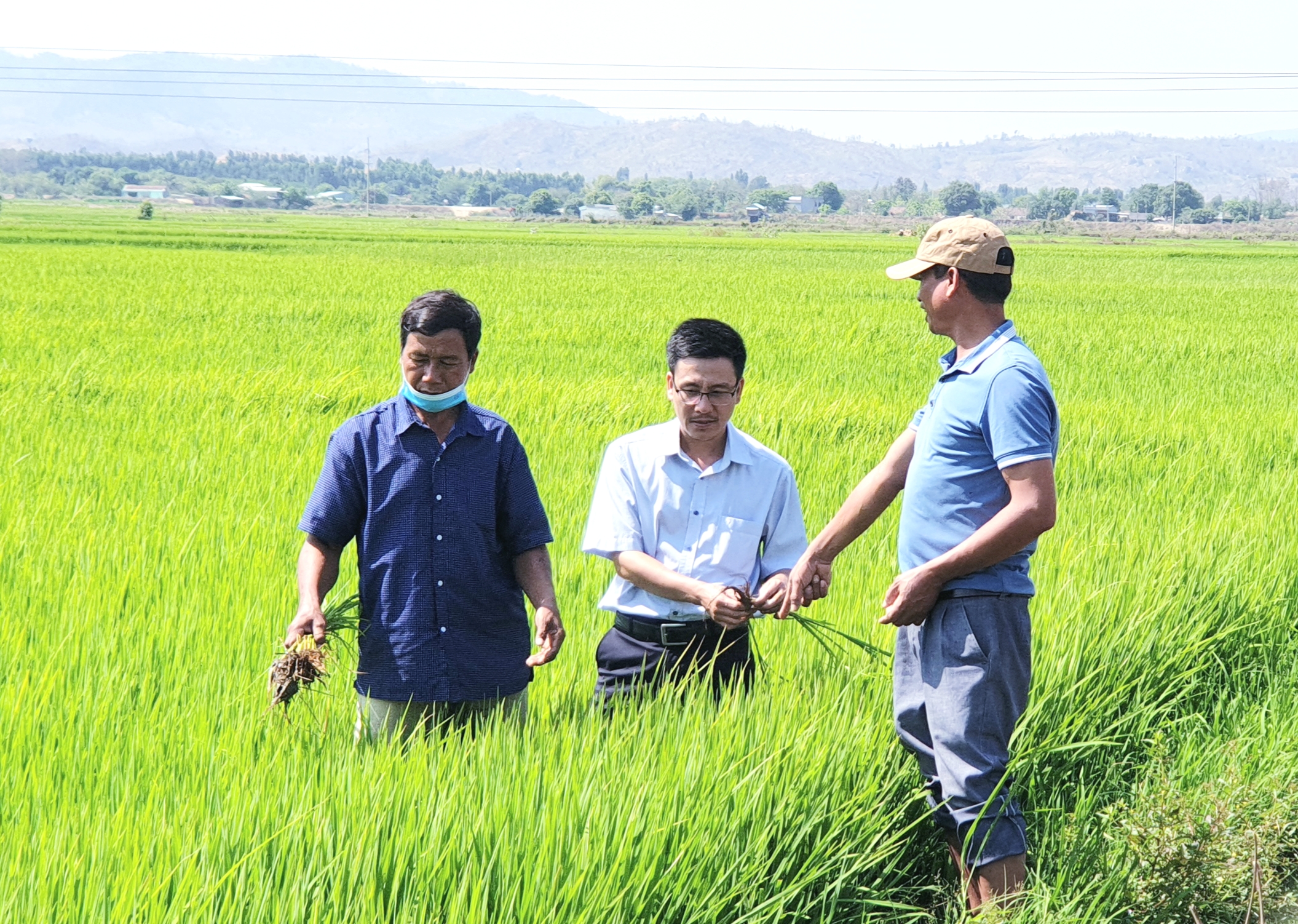 Cán bộ Phòng Nông nghiệp và Giám đốc HTX Nông nghiệp Chư A Thai cùng người dân đi kiểm tra chất lượng lúa trên địa bàn.