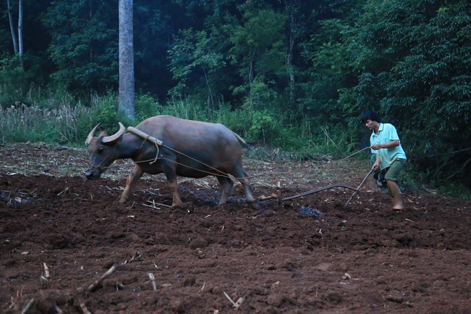 Người Dao ở Yên Sơn sử dụng lưỡi cày trong quá trình làm đất để canh tác nông nghiệp.