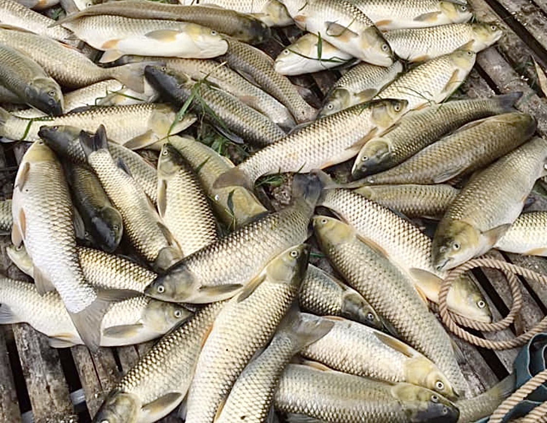 Cá lồng của người dân huyện Bá Thước (Thanh Hóa) nuôi trên sông Mã chết bất thường hàng loạt