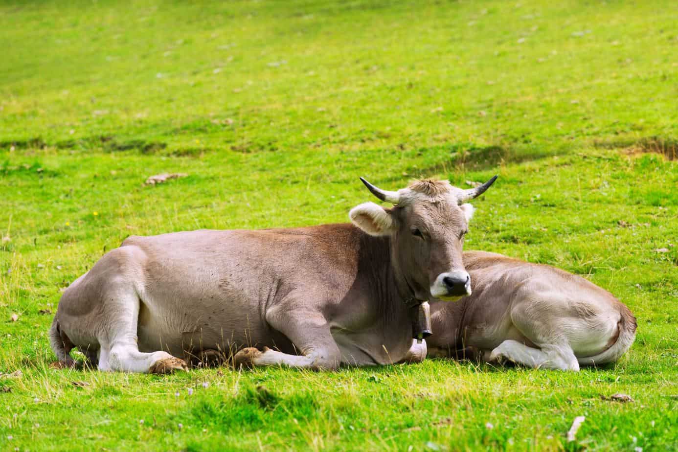 Trâu, bò bị cảm nắng, cảm nóng thường dễ nhận thấy là con vật mất thăng bằng, đi lảo đảo. Ảnh minh họa