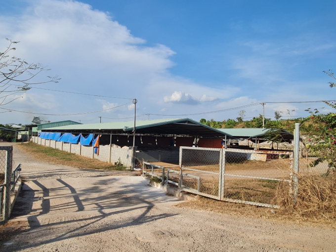 Khu vực chuồng trại chăn nuôi gà của Công ty Sinh học Đồng Tâm