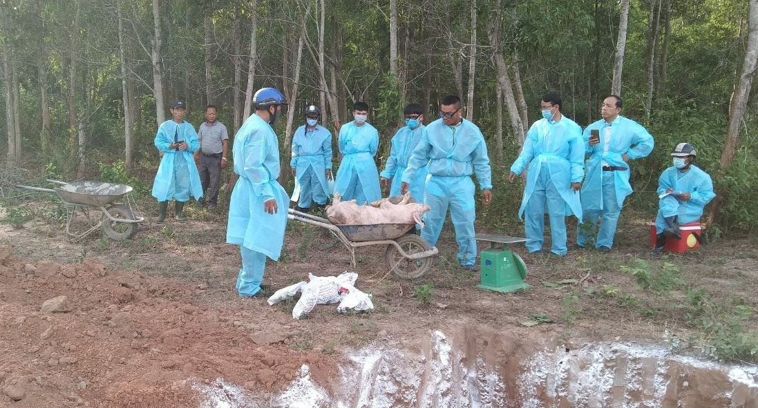 Cơ quan chức năng tổ chức tiêu hủy số lợn mắc dịch tả lợn Châu Phi tại Hướng Hóa