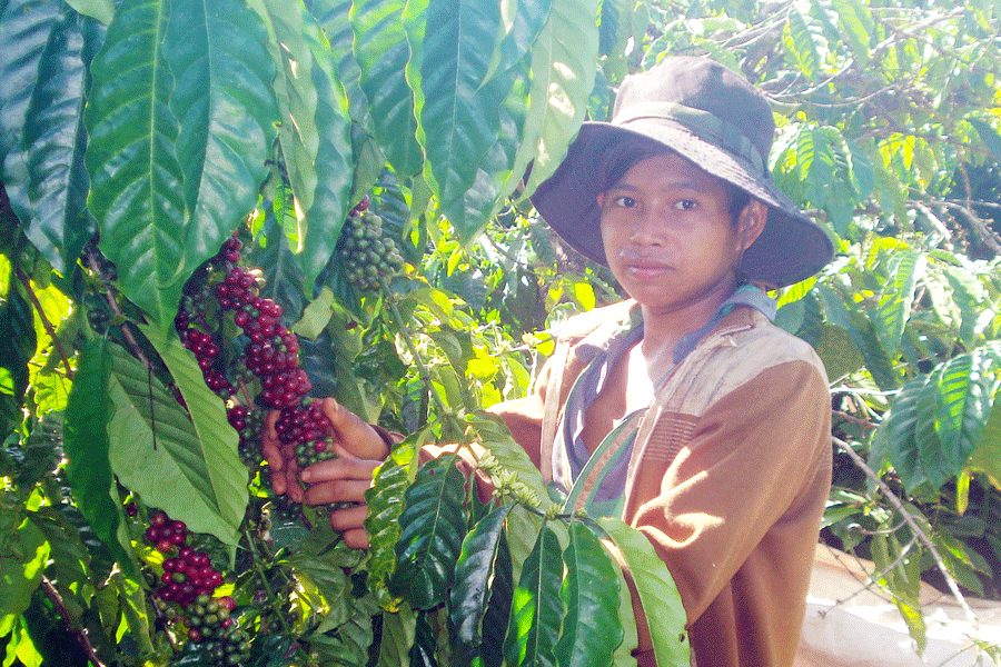 Vào mùa thu hoạch cà phê, nhiều trẻ em ở Tây Nguyên đã bỏ học để đi lên rẫy thu hái cà phê