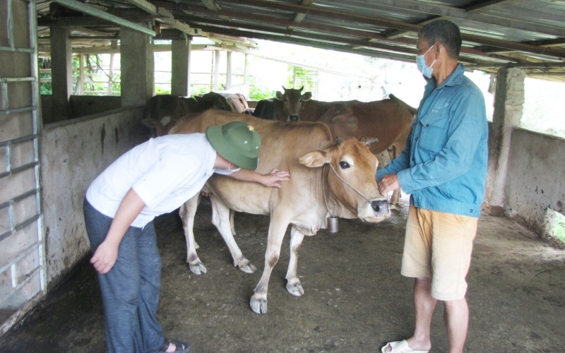 Các địa phương triển khai các giải pháp phòng, chống bệnh viêm da nổi cục trên trâu, bò (Ảnh: BND)