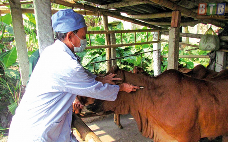 Tiêm vắc-xin phòng dịch bệnh cho gia súc tại thị trấn Hưng Hà, huyện Hưng Hà (Thái Bình). Ảnh: NGỌC MAI