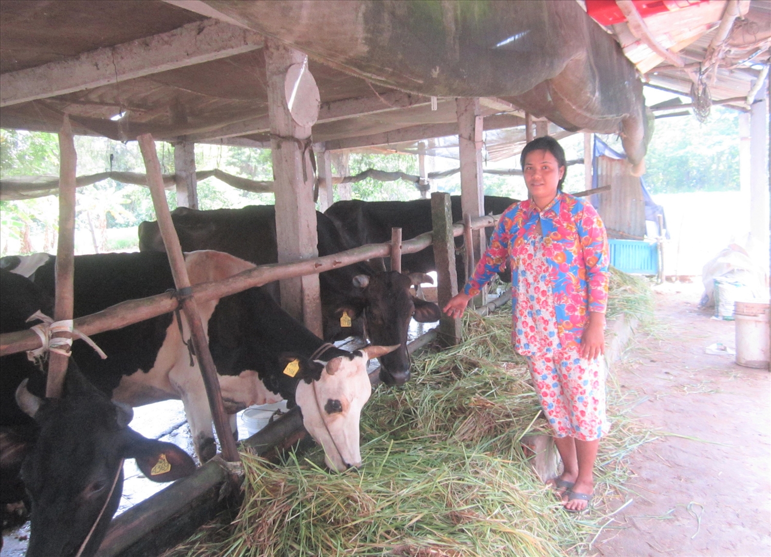 Chị Quách Yến Thu, ở ấp Trung Hòa, xã Tuân Tức được hỗ trợ vay vốn ngân hàng để đầu tư nuôi bò, giúp gia đình có thu nhập ổn định, cải thiện đời sống.