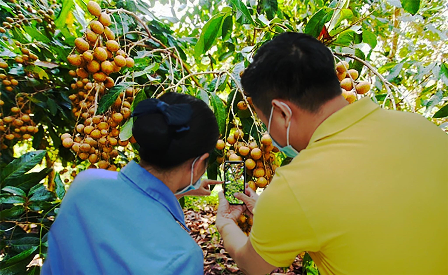 Nhân viên Bưu điện tỉnh Hưng Yên hướng dẫn nông dân đưa trái nhãn lên sàn TMĐT