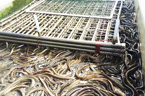 Mô hình nuôi lươn không bùn trong bể xi măng mang lại hiệu quả kinh tế cao. Ảnh minh họa