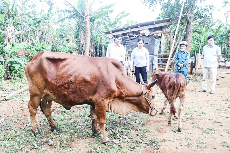 Trâu bò bị viêm da nổi cục tại Quảng Trị. Ảnh minh họa