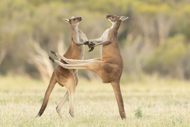 Hai chú kangaroo trông như đang trong một điệu nhảy. Tuy nhiên trên thực tế chúng đang thử tài "boxing" của nhau. Ảnh: Comedy Wildlife Photography Awards 2021