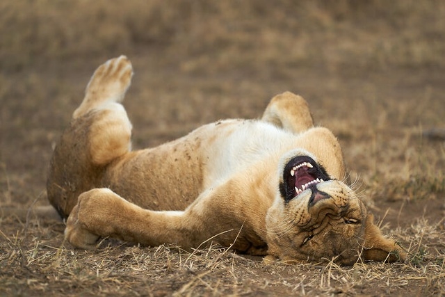 Một con sư tử dường như đang "cười lăn cười bò" trước kỹ năng chụp ảnh của nhiếp ảnh gia. Ảnh: Comedy Wildlife Photography Awards 2021