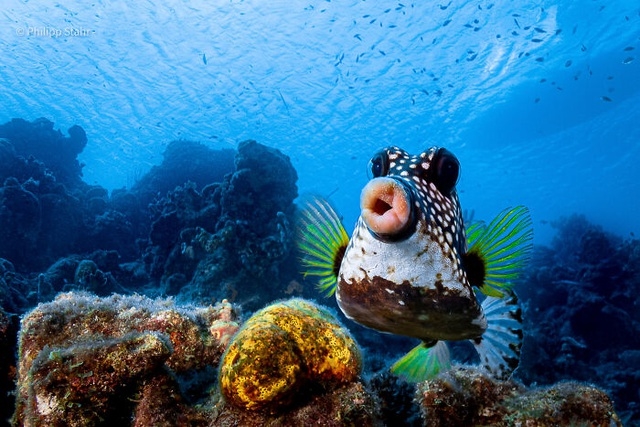 Cá hộp (boxfish) với đôi môi căng mọng dường như chẳng hề sợ hãi chút nào trước ống kính. Ảnh: Comedy Wildlife Photography Awards 2021