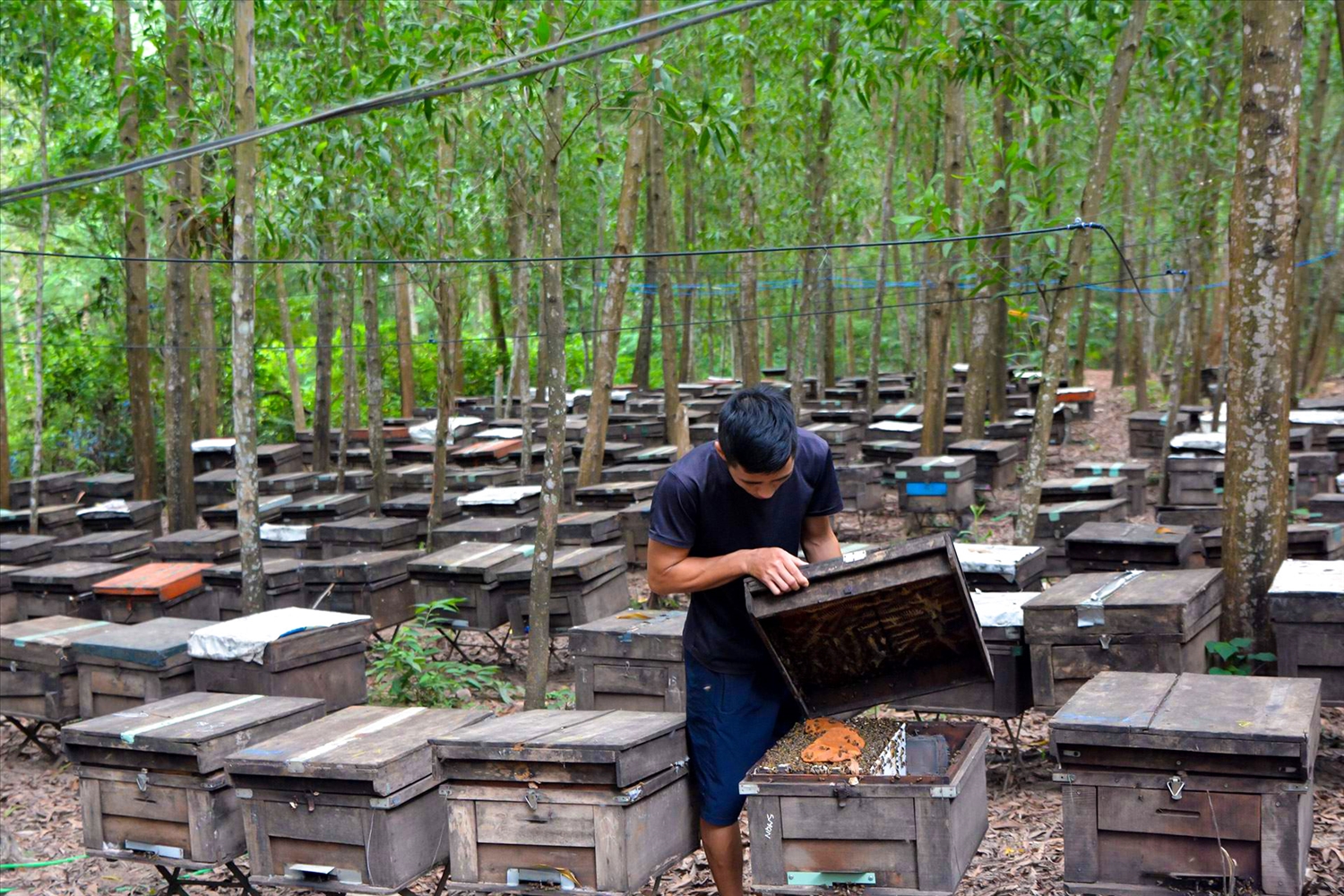 Anh Nguyễn Văn Ba ở thị xã Buôn Hồ tỉnh Đắk Lắk đang kiểm tra đàn ong được nuôi du mục trên đất Hà Tĩnh