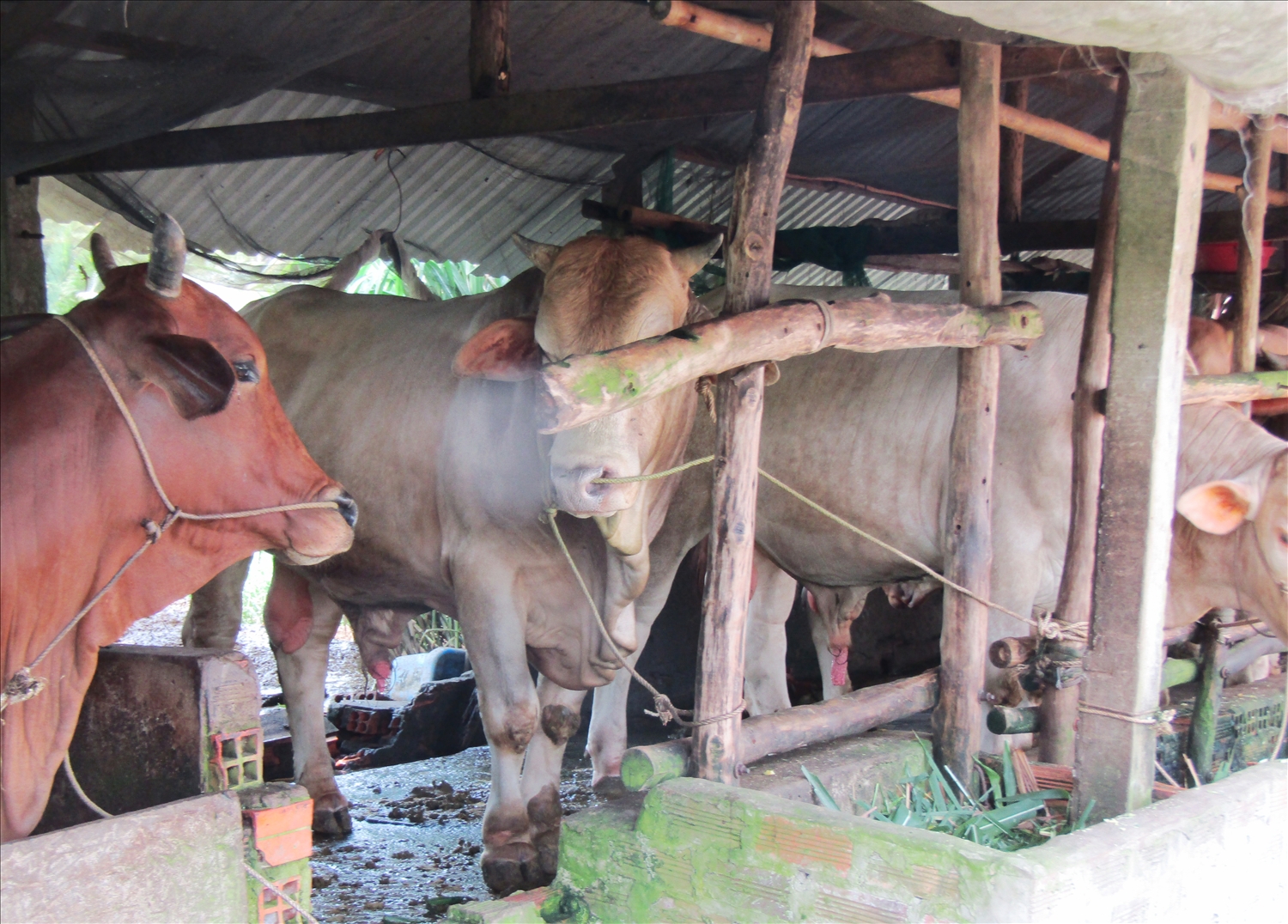 Trang trại nuôi bò Pháp của HTX Thuận Thới