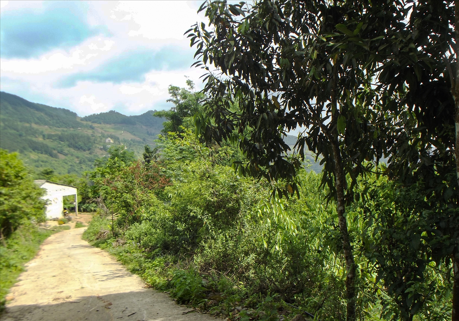 Dọc 2 bên đường các tuyến đường vào các thôn bản xã nông thôn mới Nậm Mòn đã rợp bóng nhờ trồng cây quế