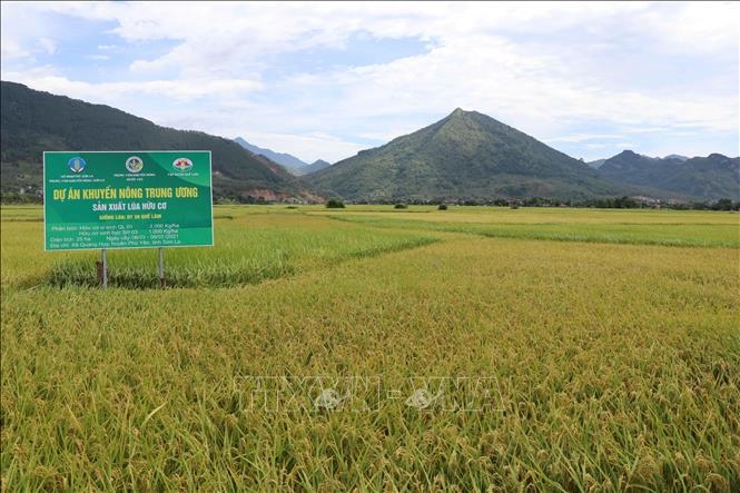 Khu vực sản xuất lúa hữu cơ tại xã Quang Huy, huyện Phù Yên. 