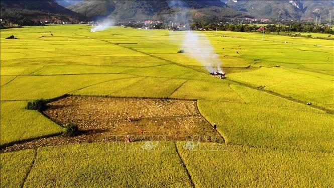 Hiện nay lúa hữu cơ tại cánh đồng Mường Tấc, huyện Phù Yên đang vào vụ thu hoạch. 