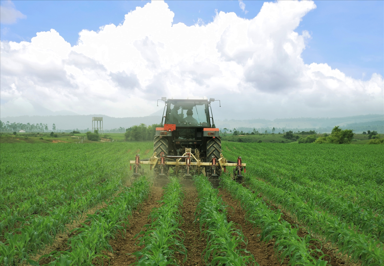 Cánh đồng yến mạch, bắp hữu cơ tại Trang trại bò sữa Lao-Jagro ở Xiêng Khoảng (Lào), ảnh chụp tháng 5/2021
