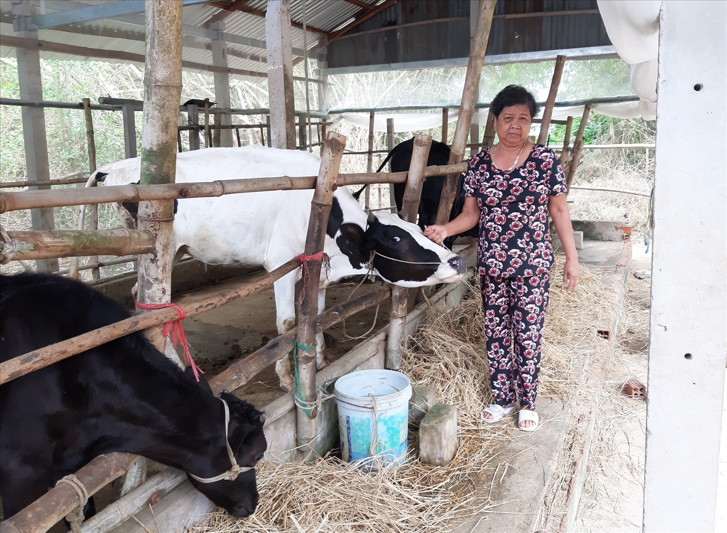 Từ 2 con bò giống được hỗ trợ ban đầu, gia đình Bà Danh Thị Sà Bay ở ấp Cỏ Thum, xã Ninh Thạnh Lợi (huyện Hồng Dân) tiếp tục nuôi bò sinh sản để cung cấp con giống đã giúp bà vươn lên thoát nghèo.