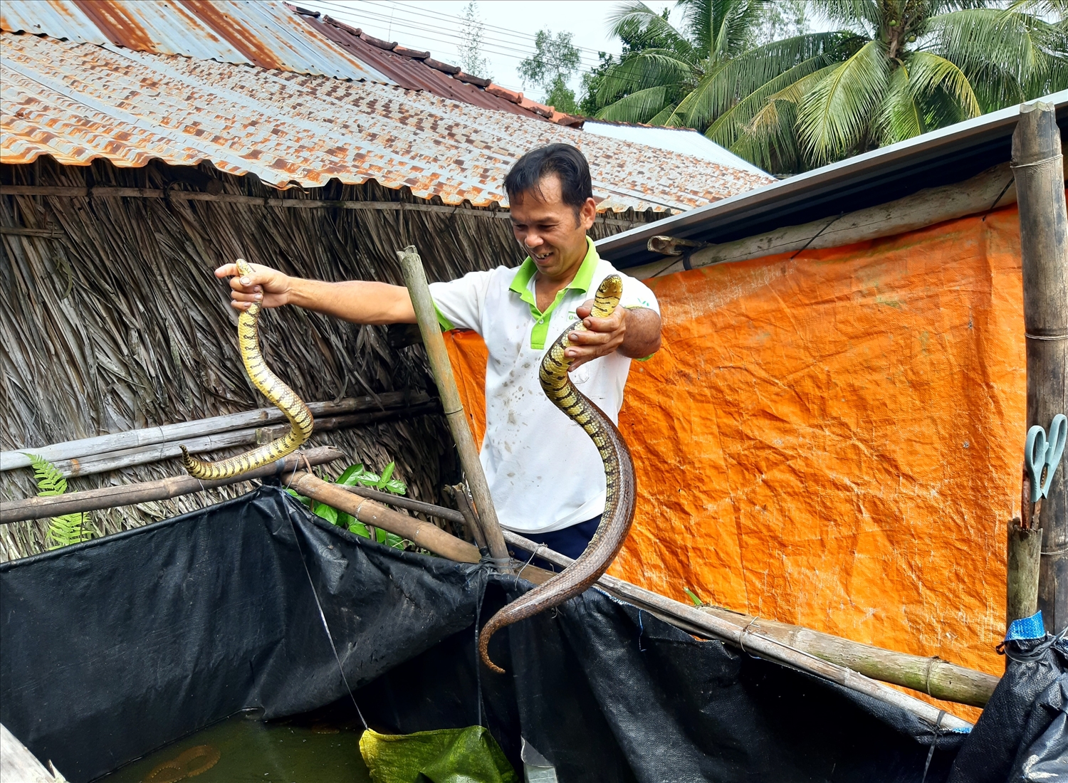 Từ nguồn vốn chính sách hỗ trợ dành cho hộ nghèo, anh Phạm Hồng Thắng ở ấp Tà Ky, xã Lộc Ninh (huyện Hồng Dân), thực hiện mô hình nuôi rắn ri voi, giúp gia đình có thu nhập ổn định.