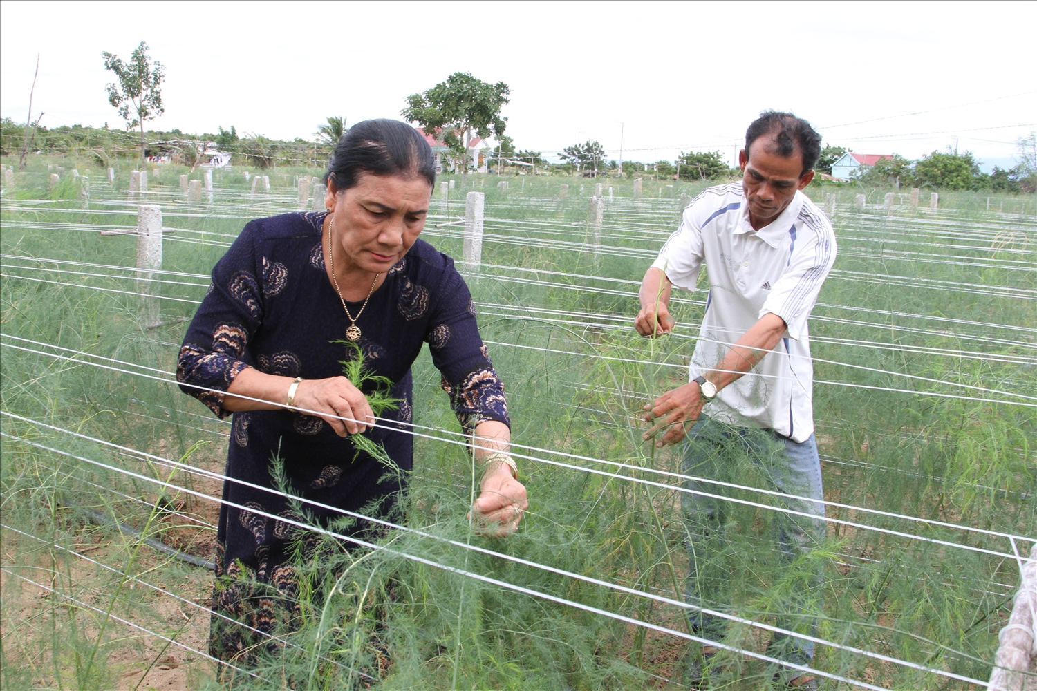 Đồng bào Chăm thôn Thành Tín trồng măng tây xanh cho thu nhập cao