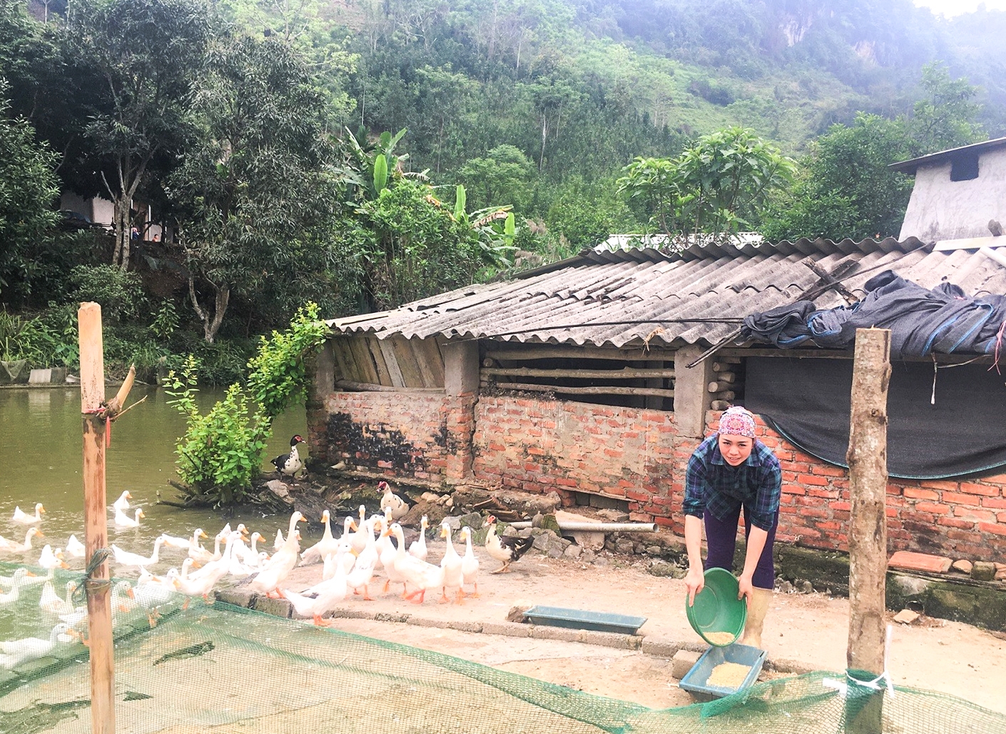 Chị Vàng Thị Hiếu chăm sóc đàn vịt đẻ trứng hơn 300 con của gia đình.