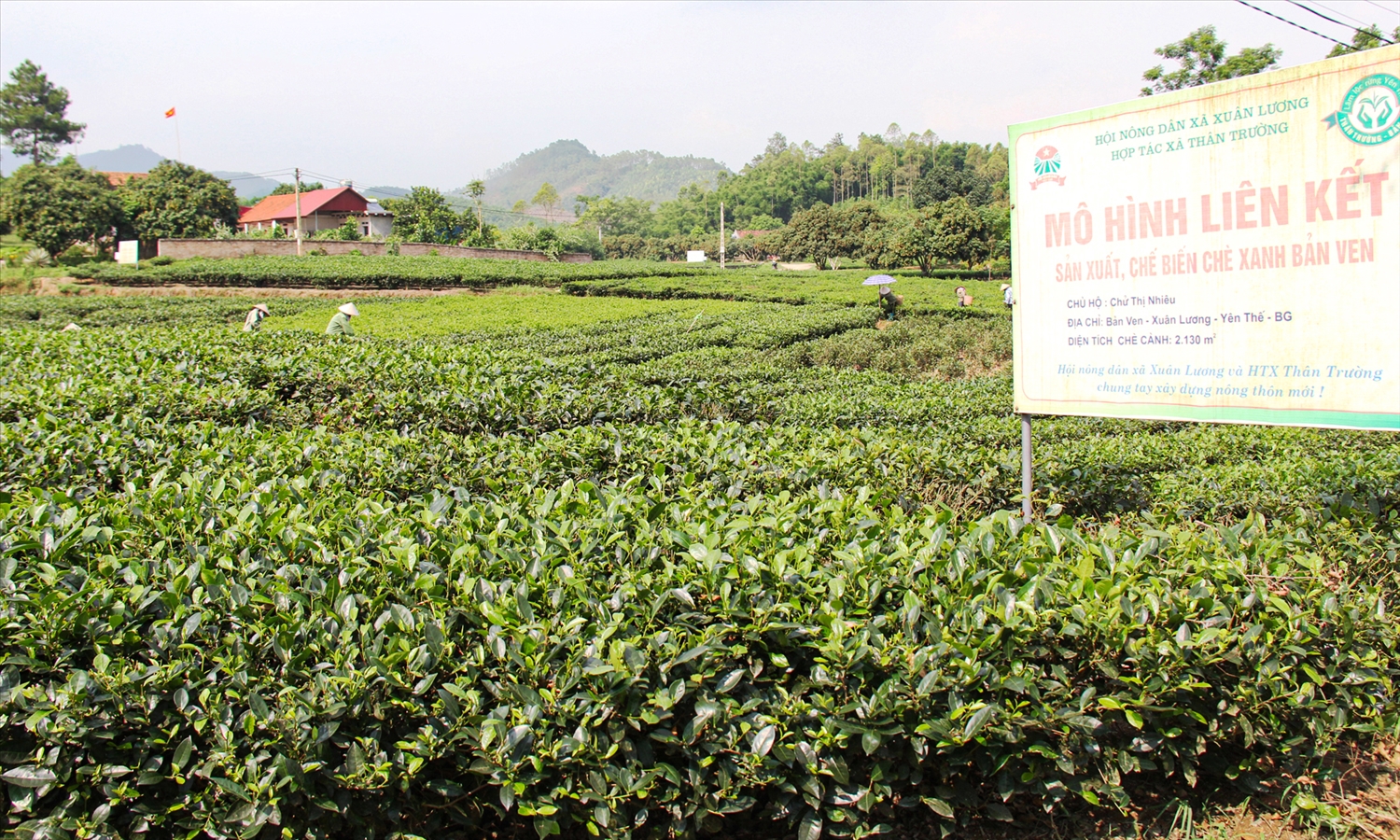 Mô hình trồng chè của nông dân xã Xuân Lương được liên kết với HTX Thân Trường nhằm sản xuất, chế biến, tiêu thụ sản phẩm. 