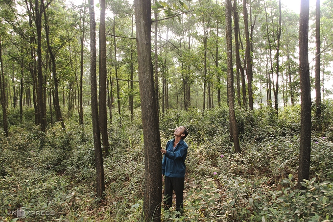 Một hộ dân trong khu rừng trồng theo chứng chỉ FSC ở Quảng Trị
