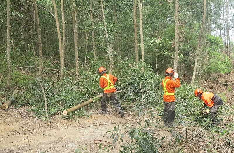 Các nhóm hộ nông dân ở Quảng Trị khai thác rừng trồng theo tiêu chí FSC