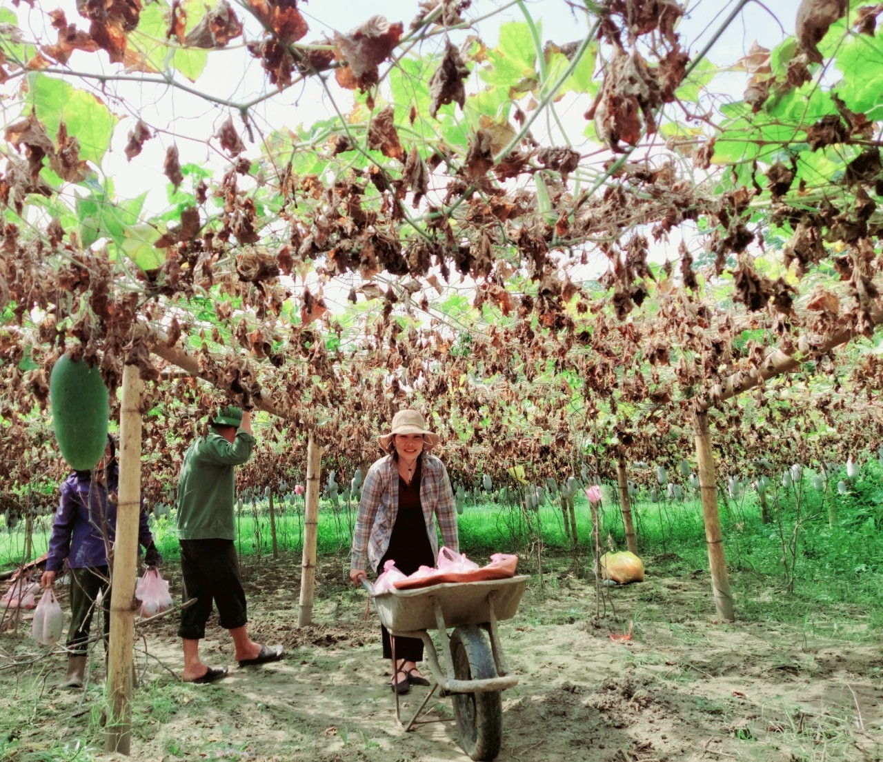 Sản phẩm bí xanh của HTX nông nghiệp Yến Dương, huyện Ba Bể, tỉnh Bắc Kạn được sản xuất theo mô hình hữu cơ, được người tiêu dùng ưa chuộng