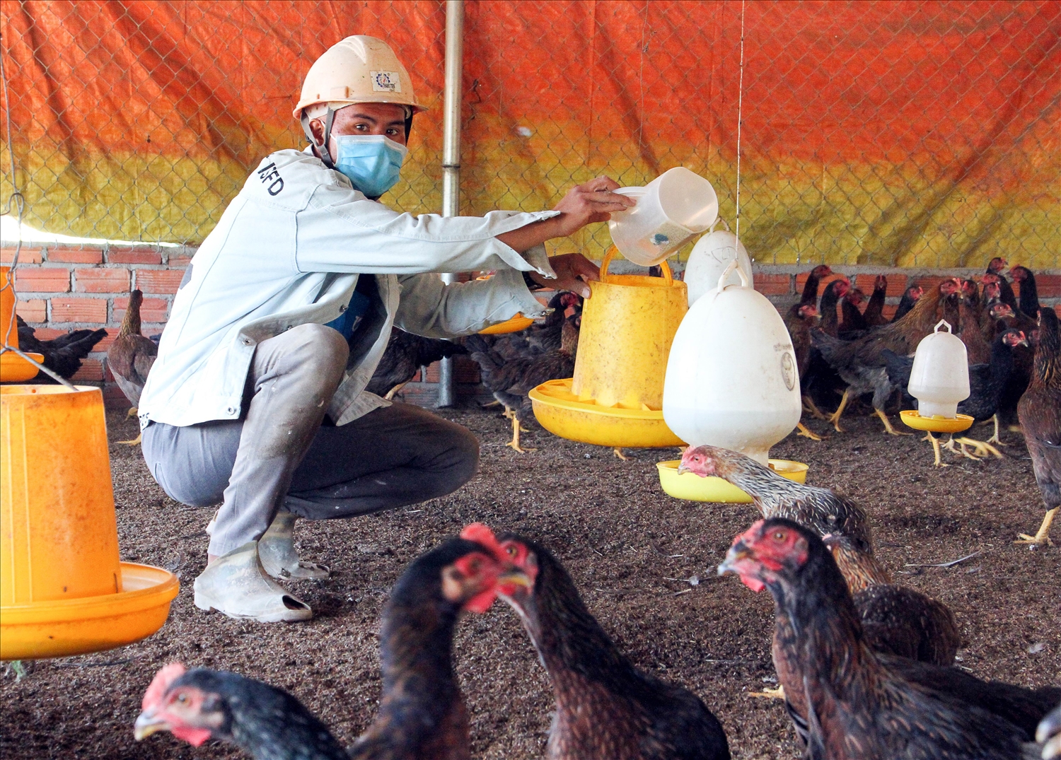 Trong quá trình nuôi gà ta, anh Chamaléa Đất áp dụng nghiêm ngặt biện pháp thú y, tiêm vắc- xin phòng chống cúm gia cầm và cung cấp thức ăn đầy đủ dinh dưỡng cho đàn gà