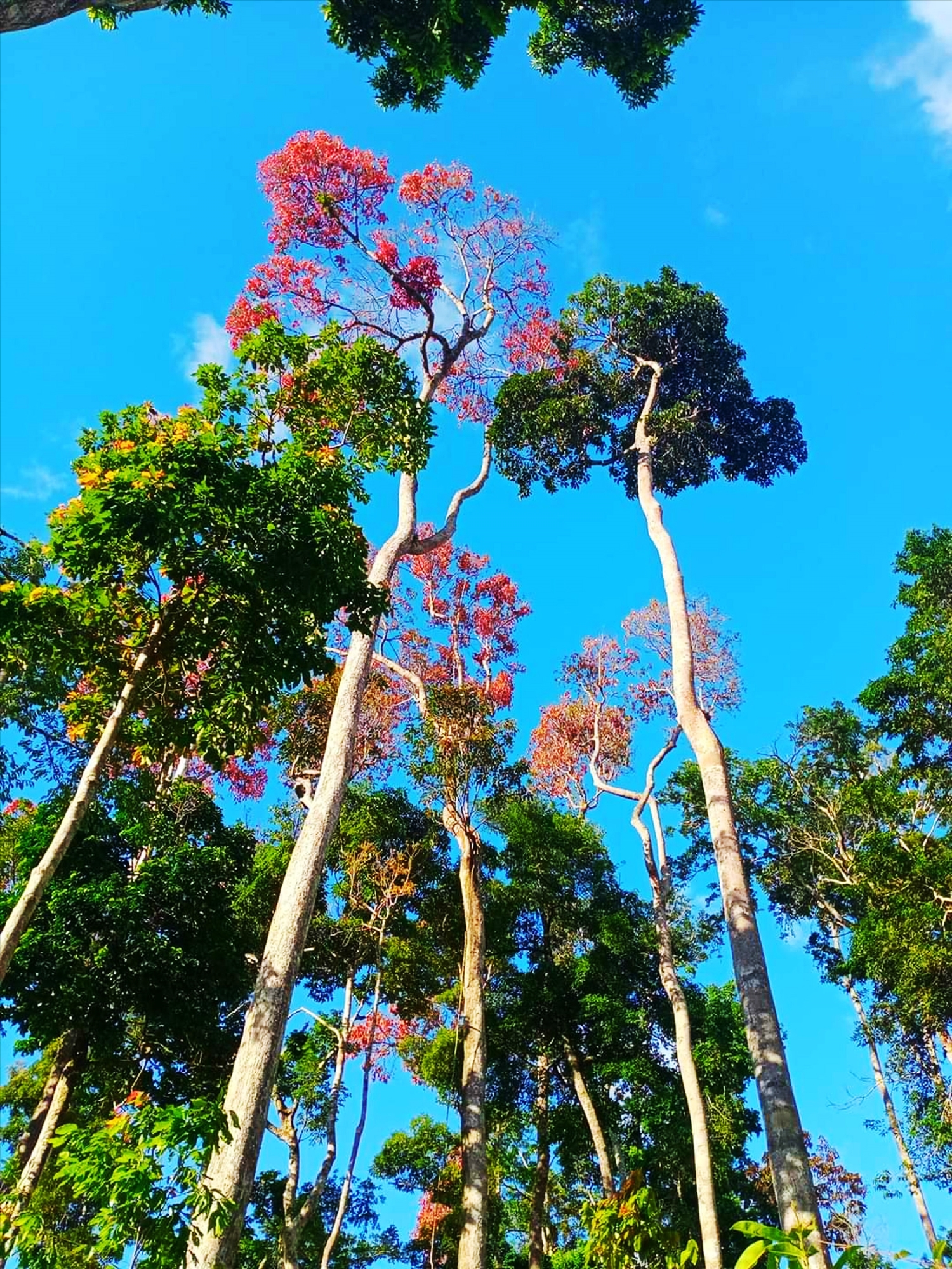 Những cây ươi giữa rừng nổi bật bởi màu đỏ của lá mùa thu hoạch